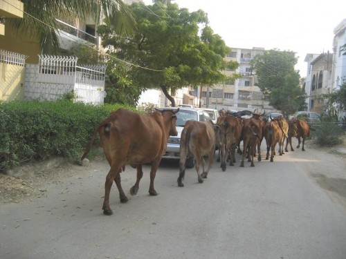 To my surprise, cows always seemed ot be crossing the roads.