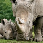 mother_rhino_with_baby