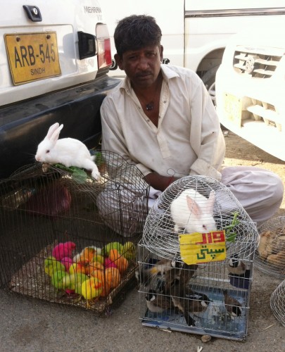 A local vendor sells pet bunnies and chicks dyed in festive colors at the Sunday Bazaar in Karachi.