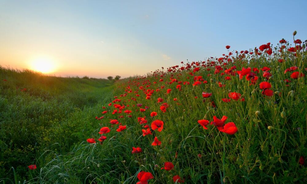 Remembrance Day